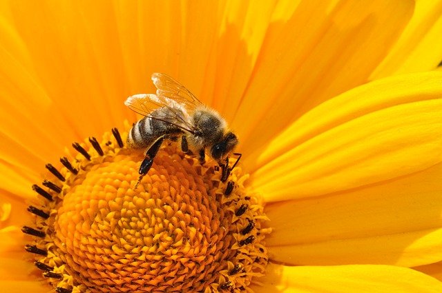 impollinazione api